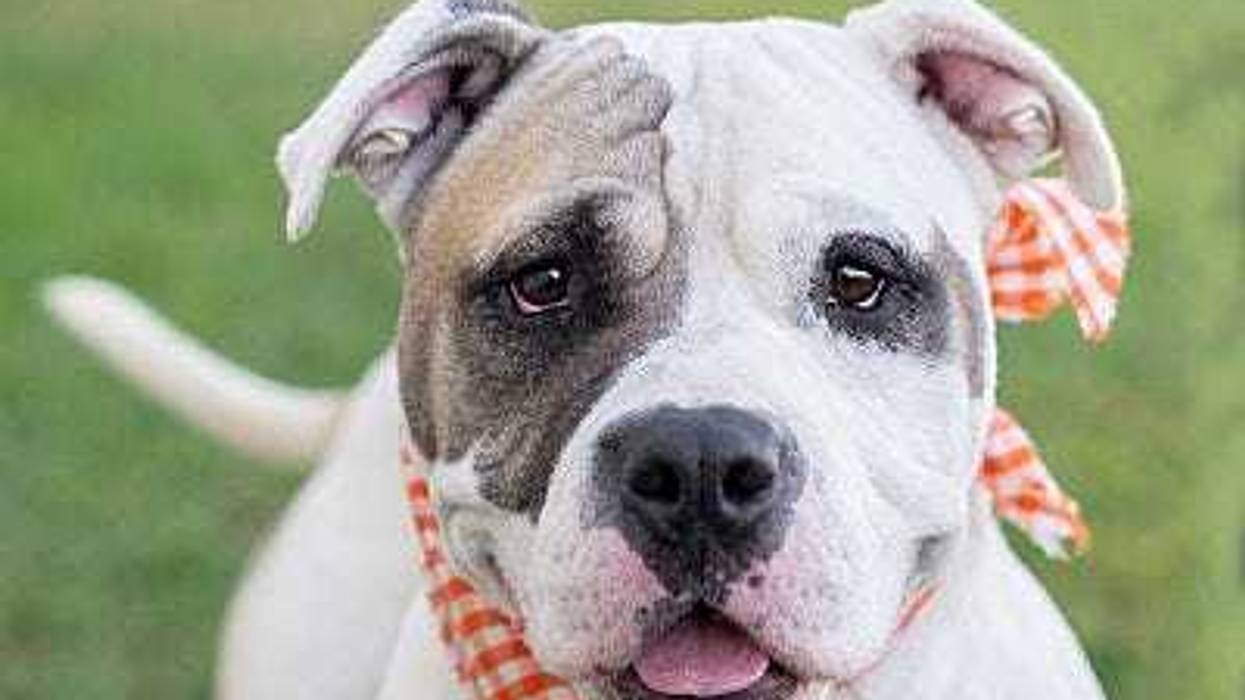 Richmond Animal Care & Control