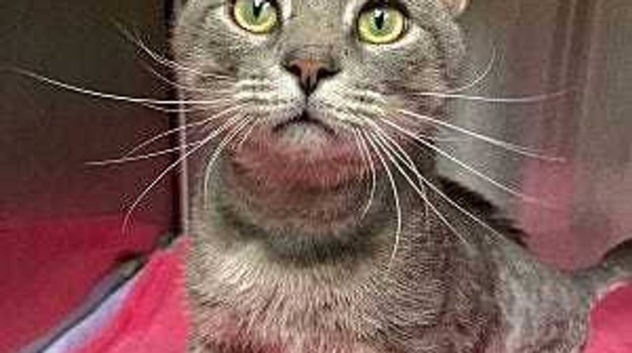 Richmond Animal Care & Control