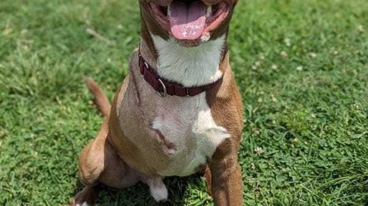 Richmond Animal Care & Control