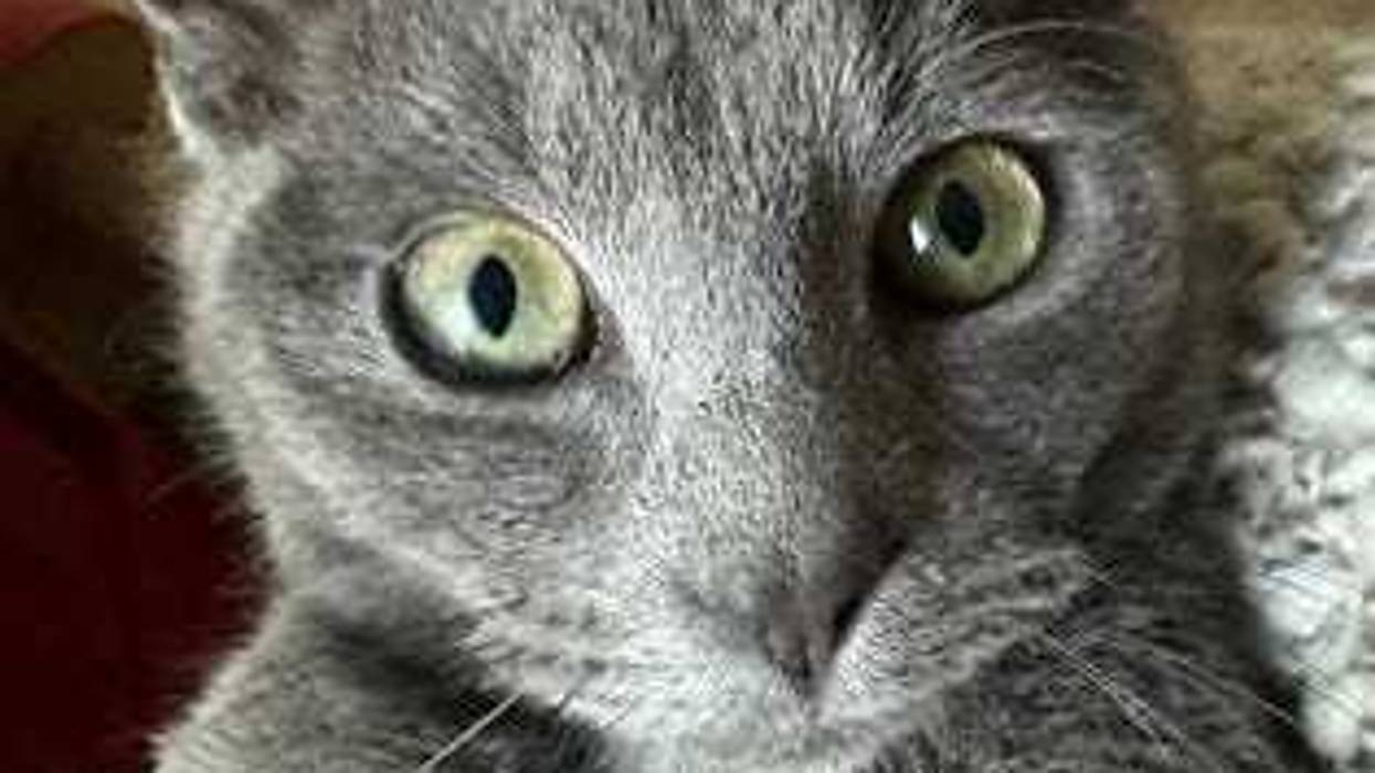 Richmond Animal League