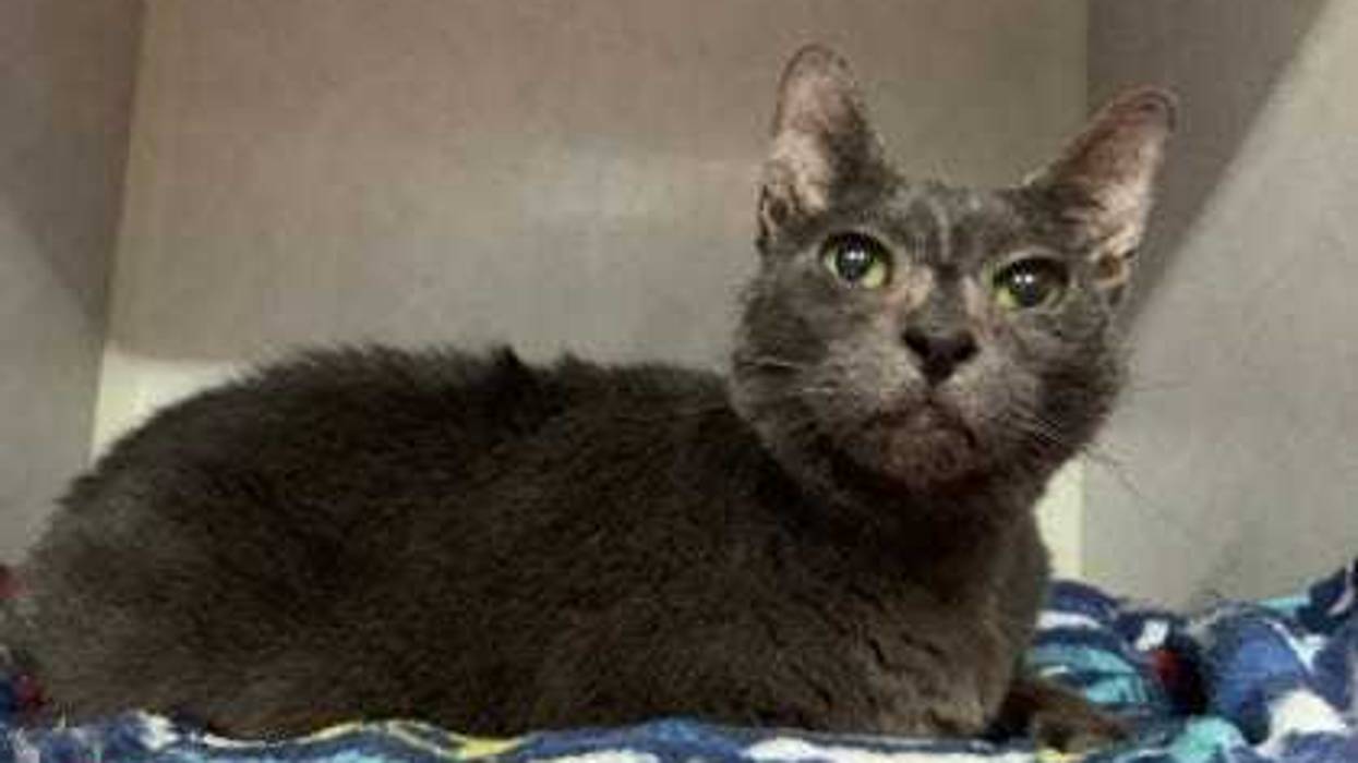 Richmond Animal League