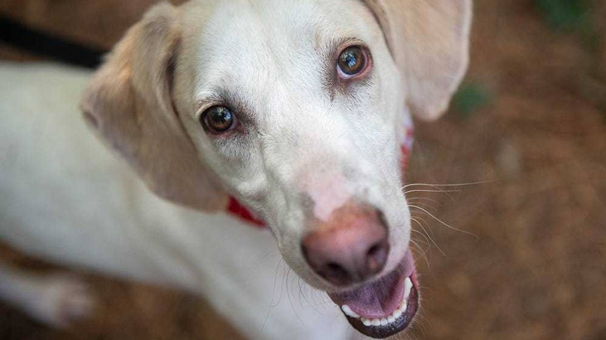 Richmond Animal League