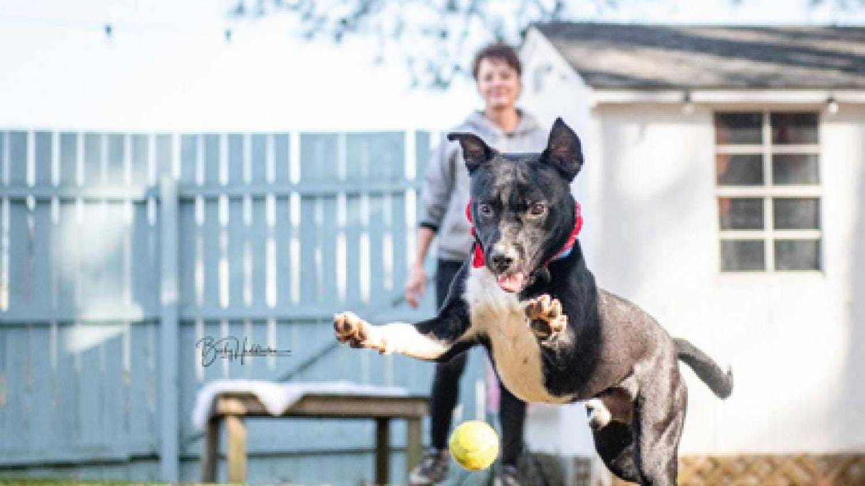 Richmond Animal League