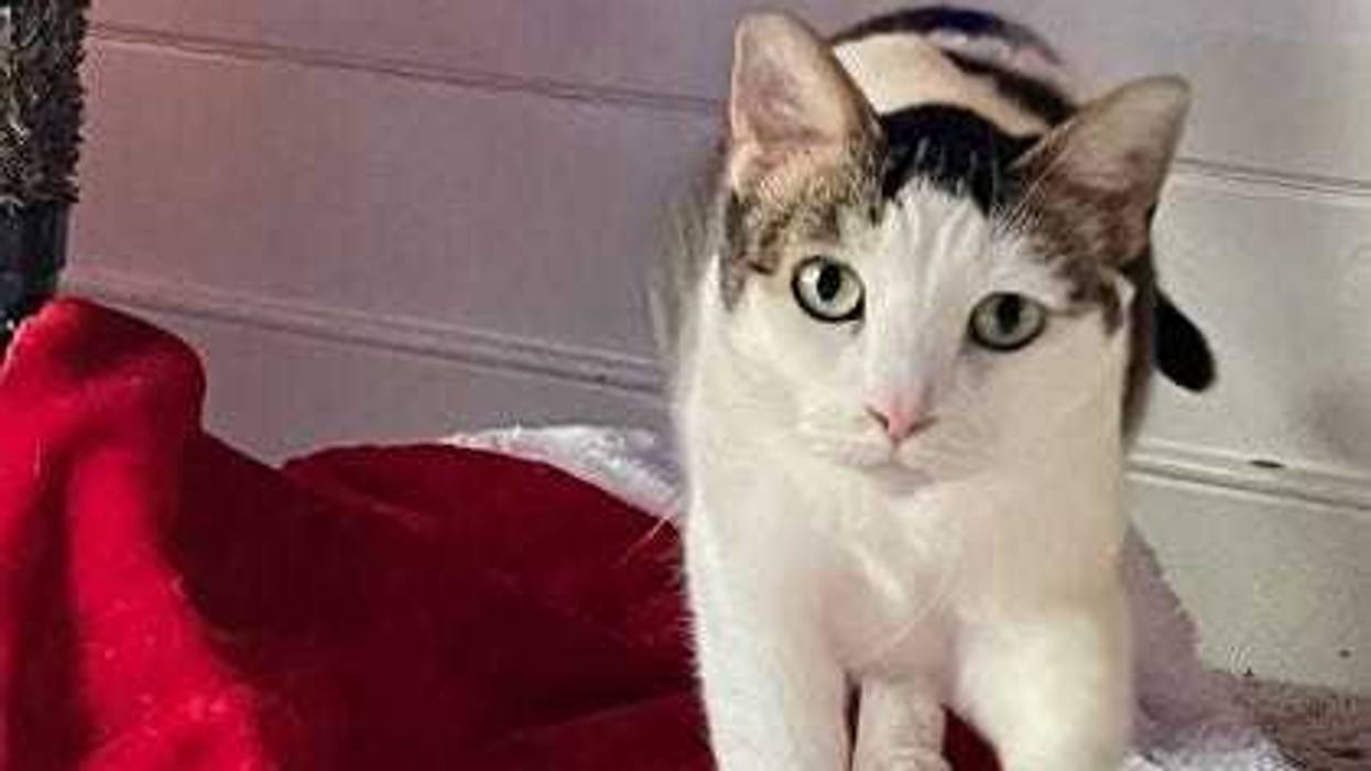 Richmond Animal League