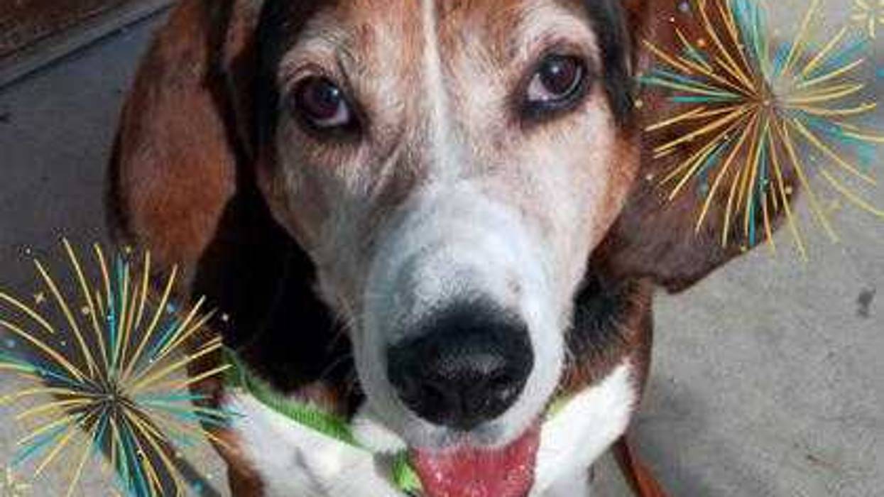 Richmond SPCA