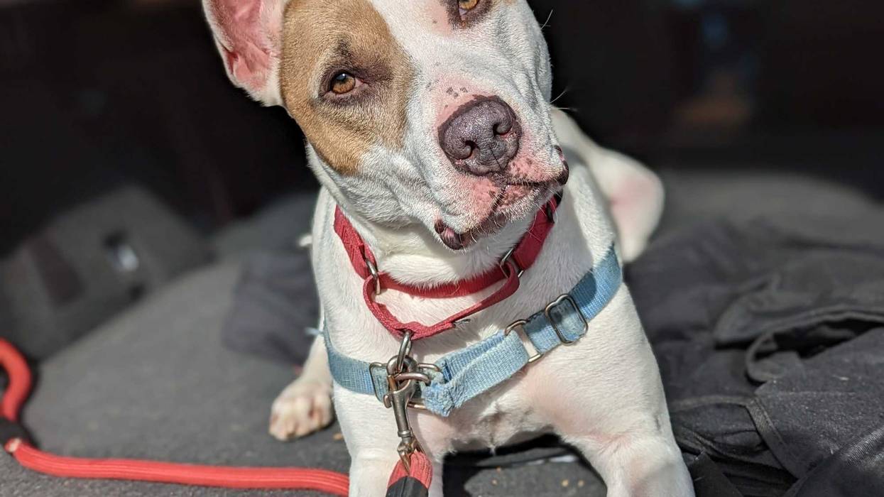 Richmond SPCA