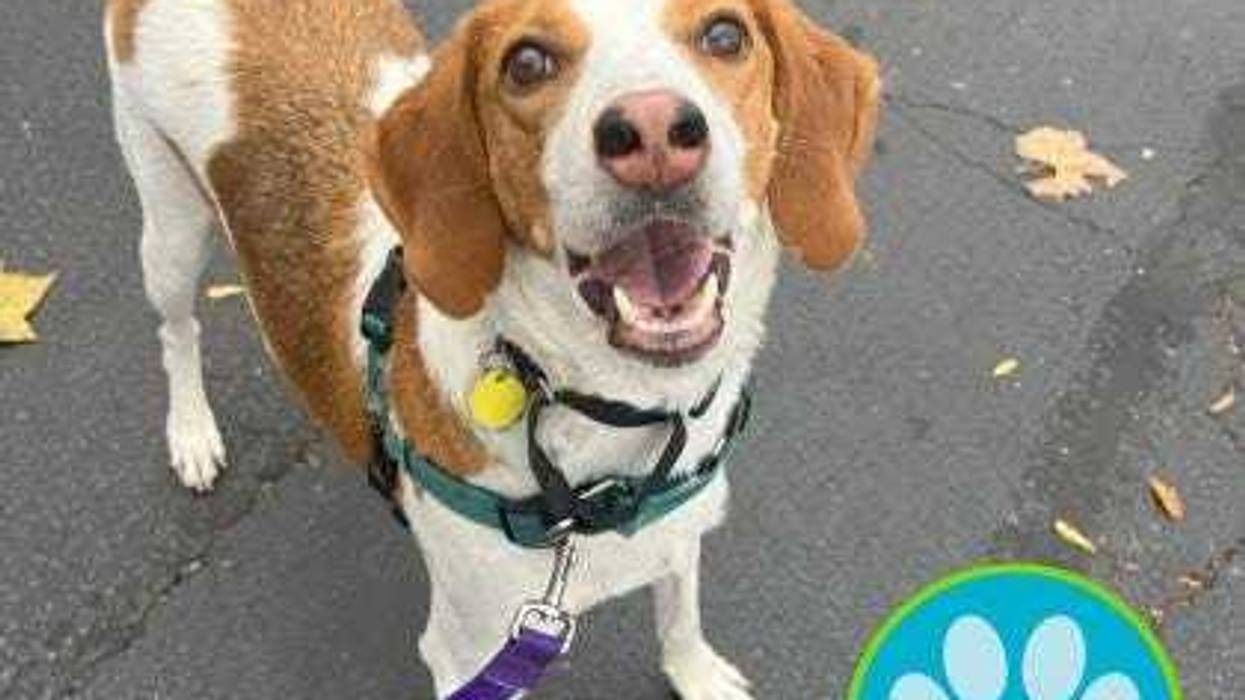 Richmond SPCA