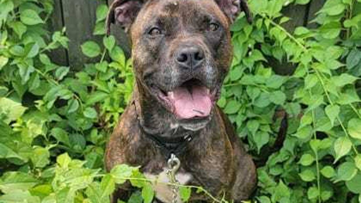 Richmond SPCA