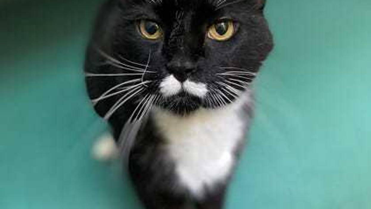 Richmond SPCA