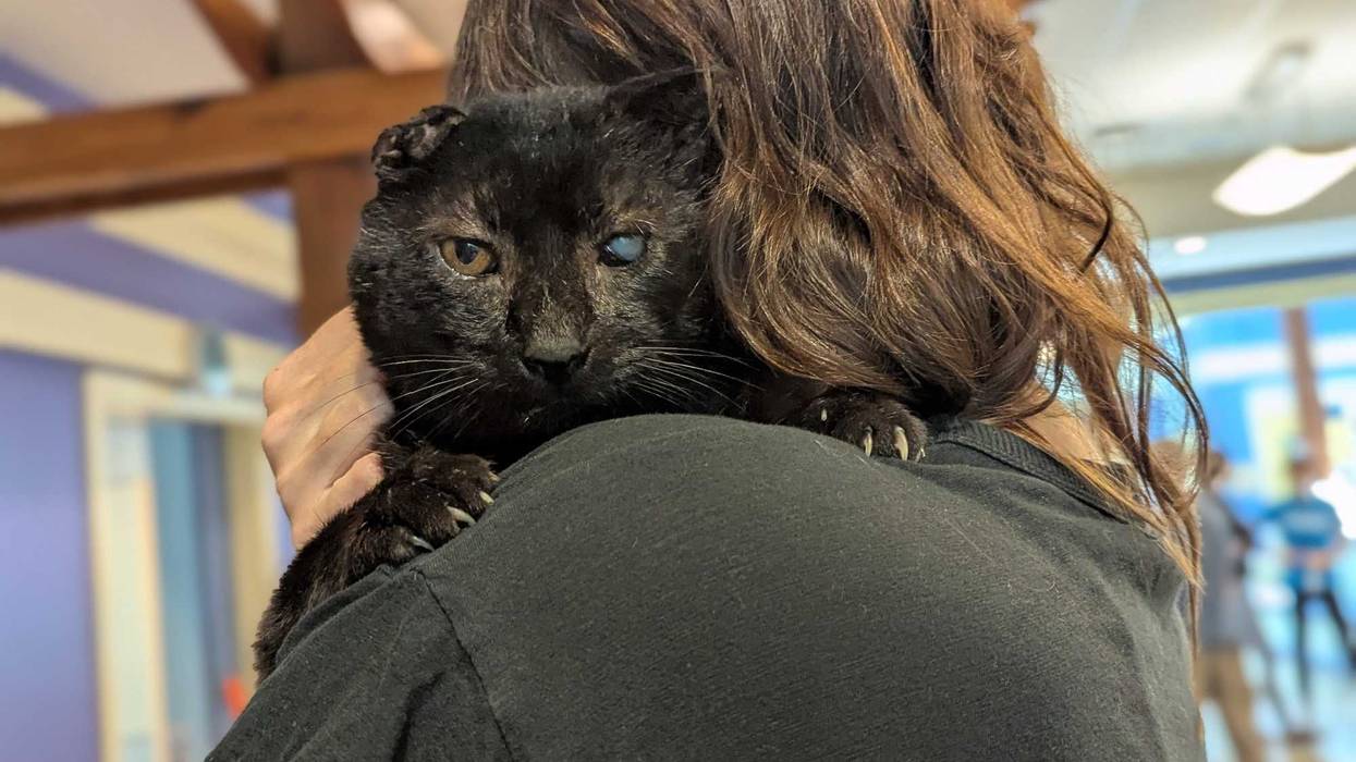 Richmond SPCA