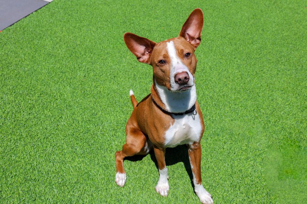 Rico adoptable dog