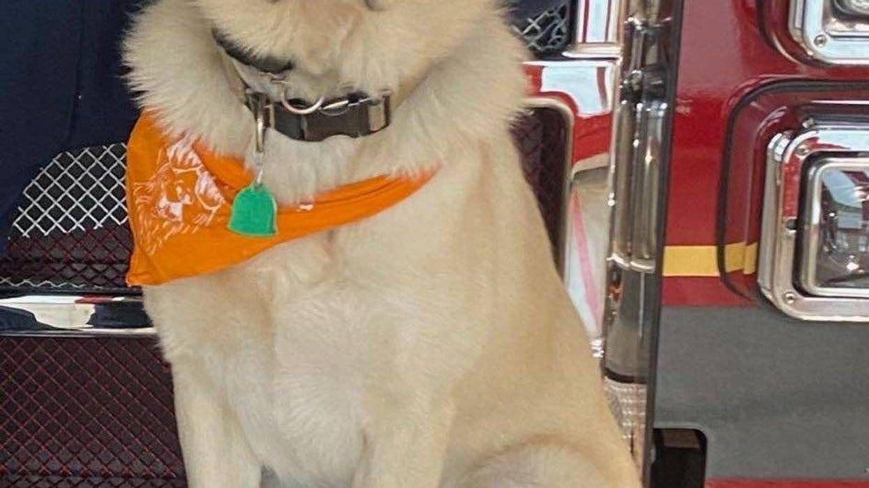Riggs the firehouse dog