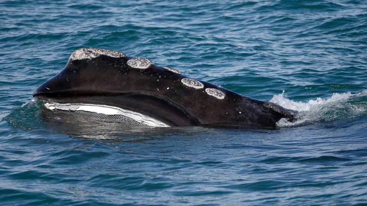 Right Whale Decline