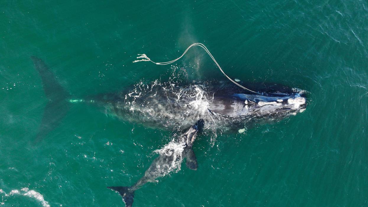 Right Whale Protection