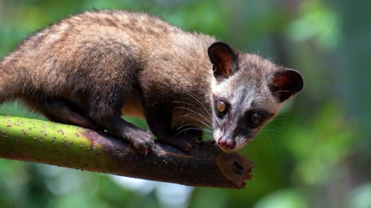 Ringtail