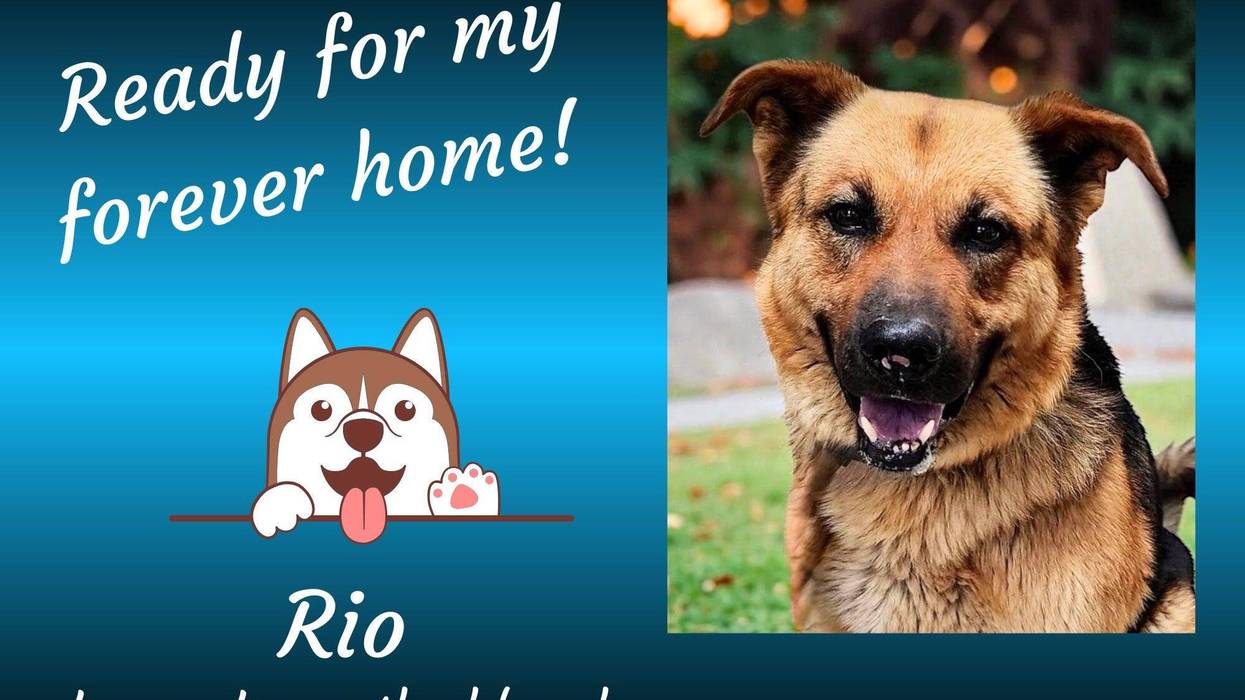 Rio, a four year old German Shepherd