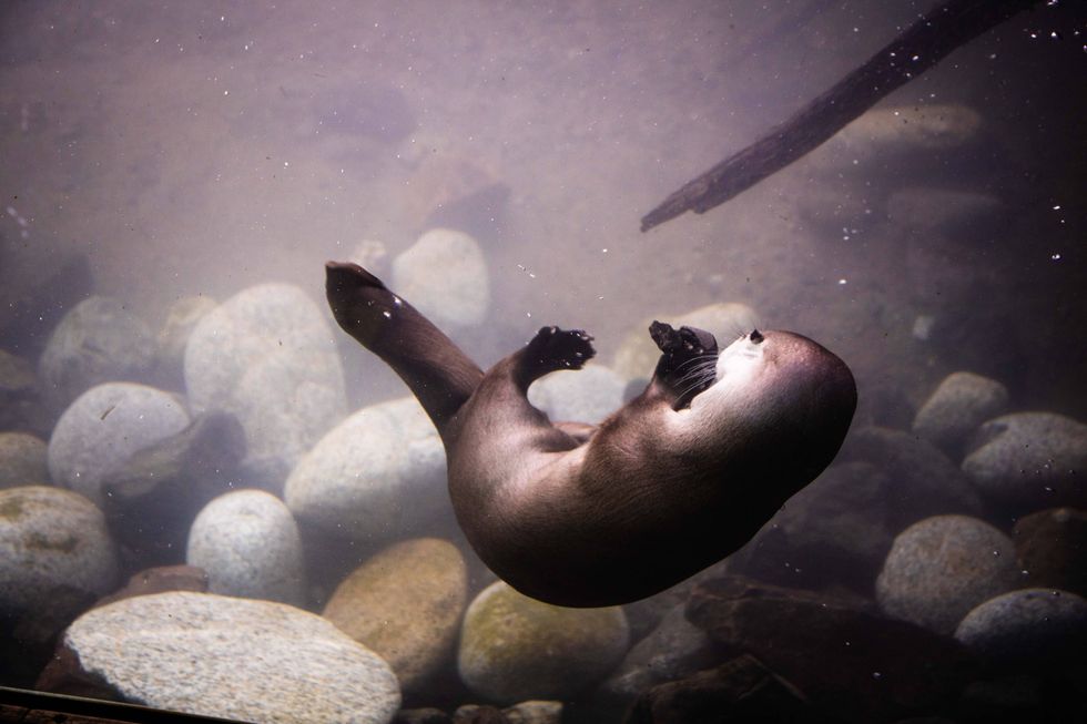 River otter at Woodland Park Zoo