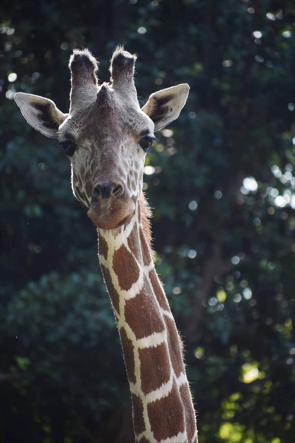 Riverbanks Zoo and Garden FB page