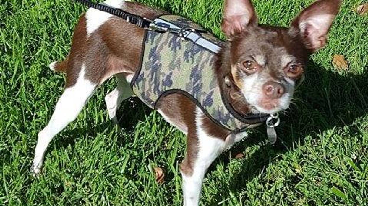 Rob & Joss San Diego Chihuahua Rescue KYXY 96.5