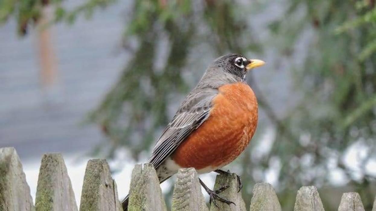 robin