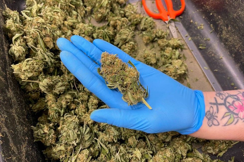 Robust Cannabis has a 75,000-square-foot greenhouse in Cuba, Mo. with about 70 employees who come from the surrounding areas