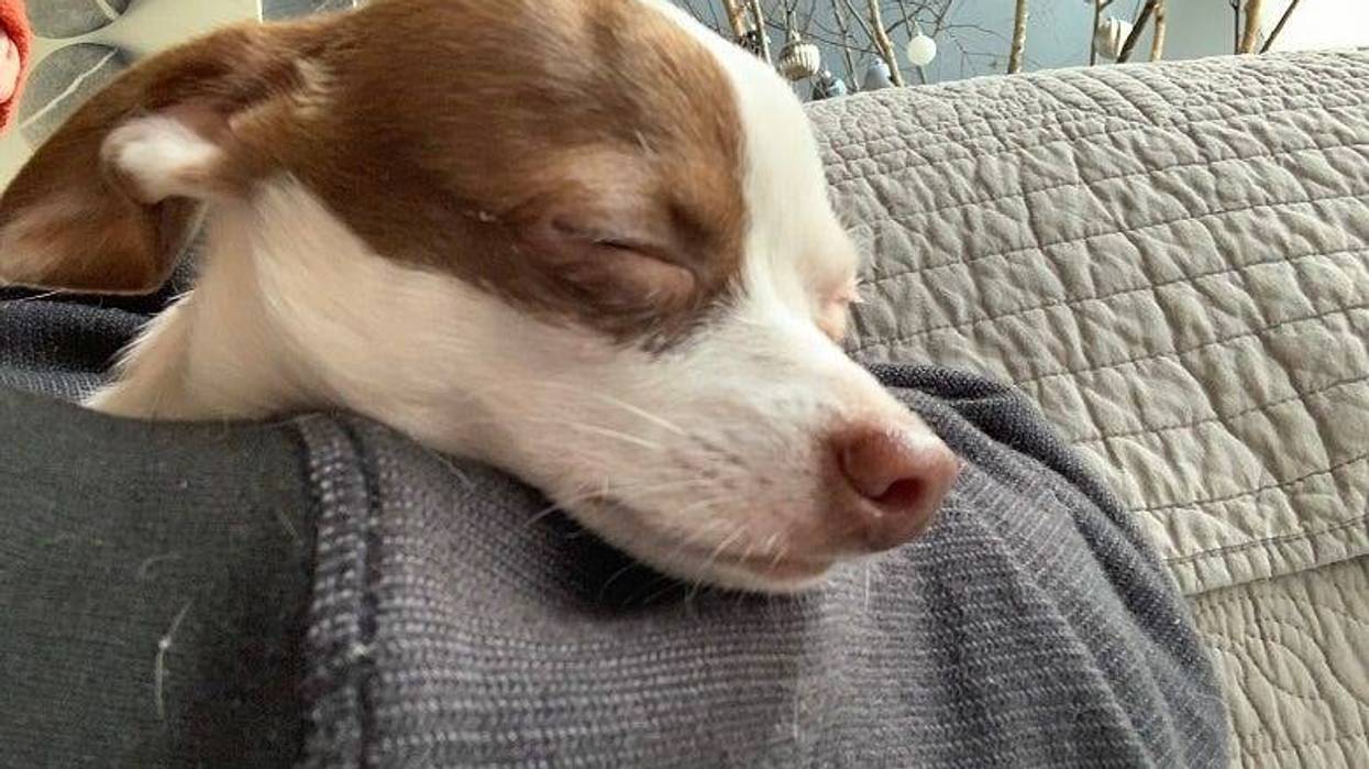 Rock's new dog Yogi sleeping