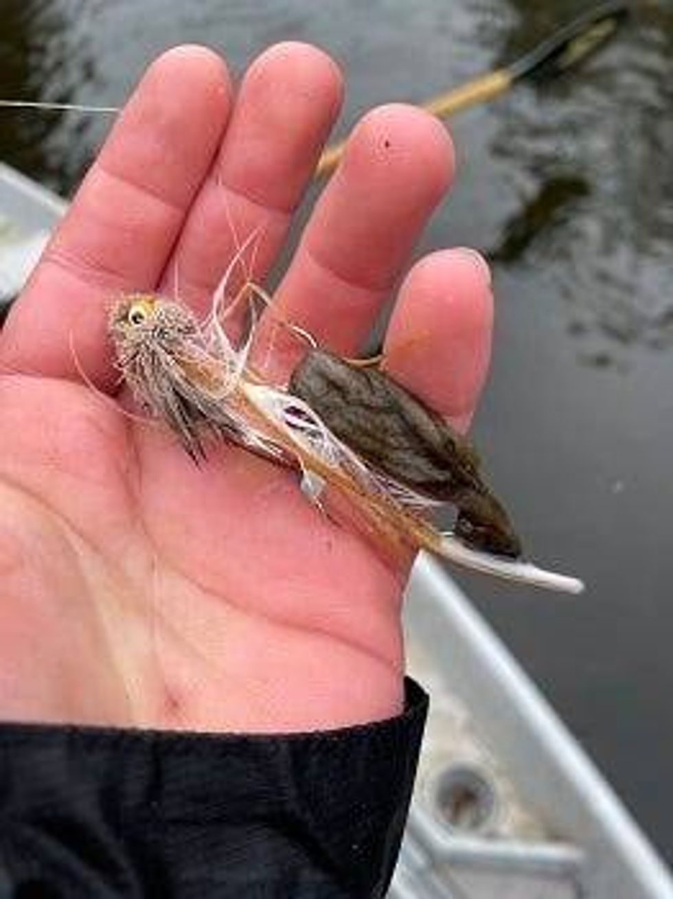 Rock snot on a fishing hook in the Manistee River