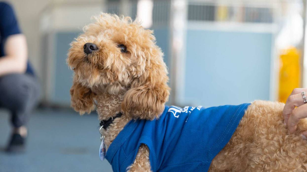 Rocket, a Miniature Poodle who was thrown from a ledge in Washington Heights in May and suffered severe injuries, reunited Wednesday with the team who saved him.