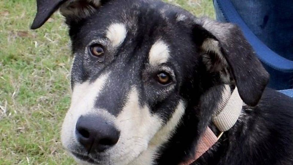 Rocket @ Austin Humane Society 2/12/25