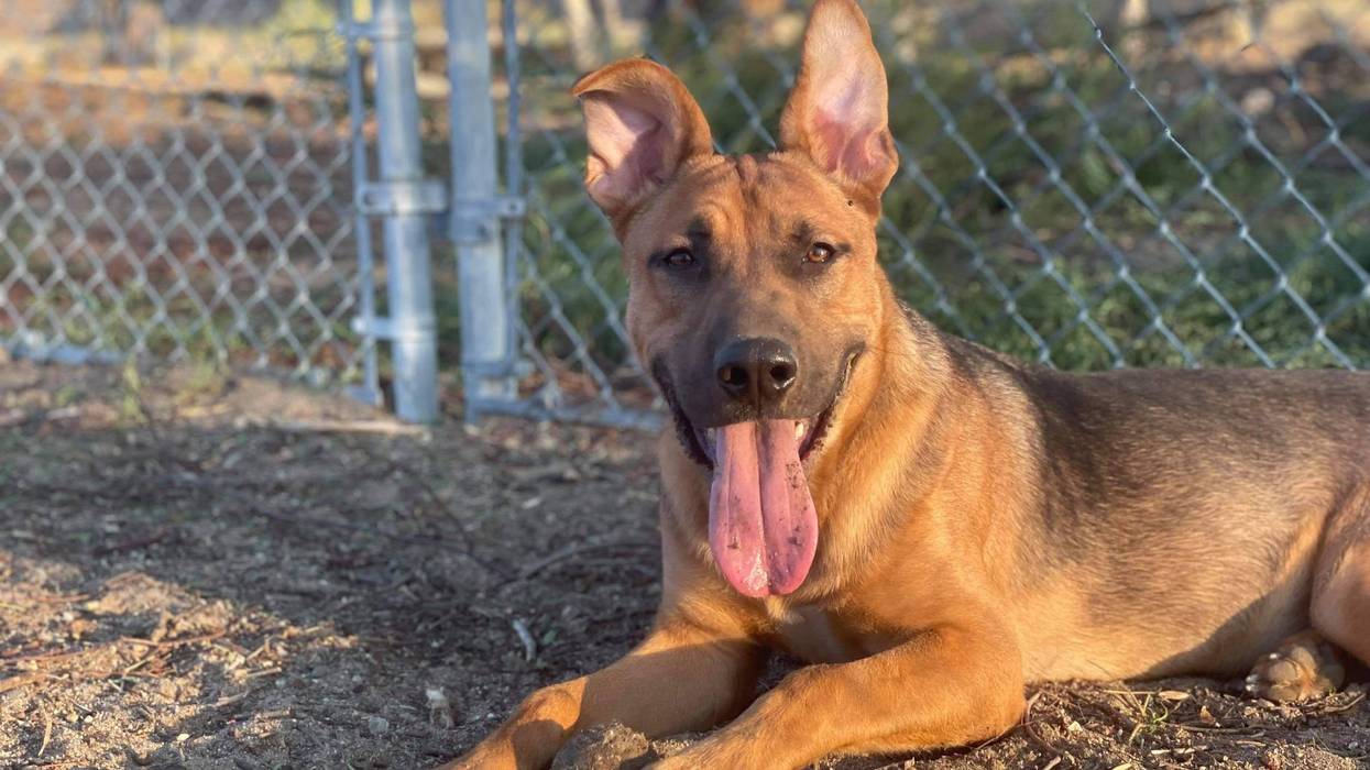 Rocko, a nine month old medium mixed breed dog up for adoption through ARE Animal Rescue in Hemet