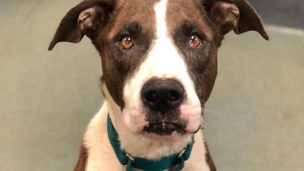 Rocko @ Austin Humane Society 1/18/23