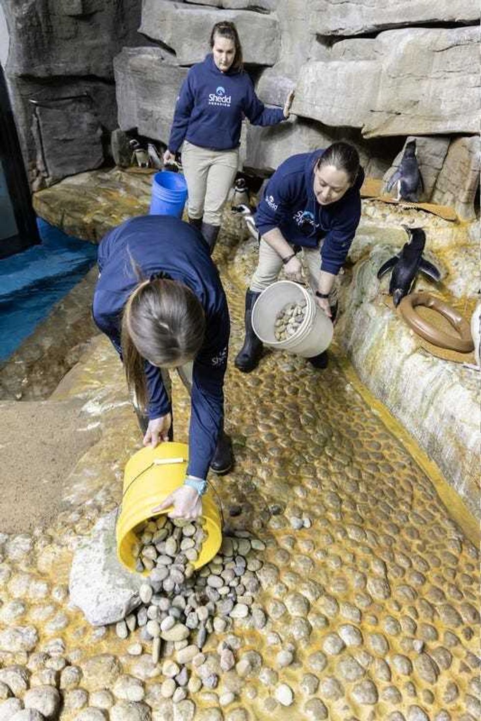 Rocks in penguin habitat
