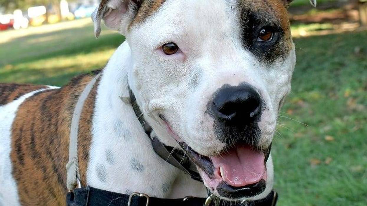 Rocky @ Austin Humane Society 10/4/23