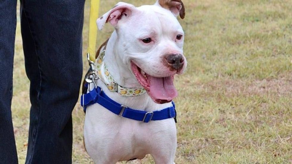 Rocky @ Austin Humane Society 7/13/22