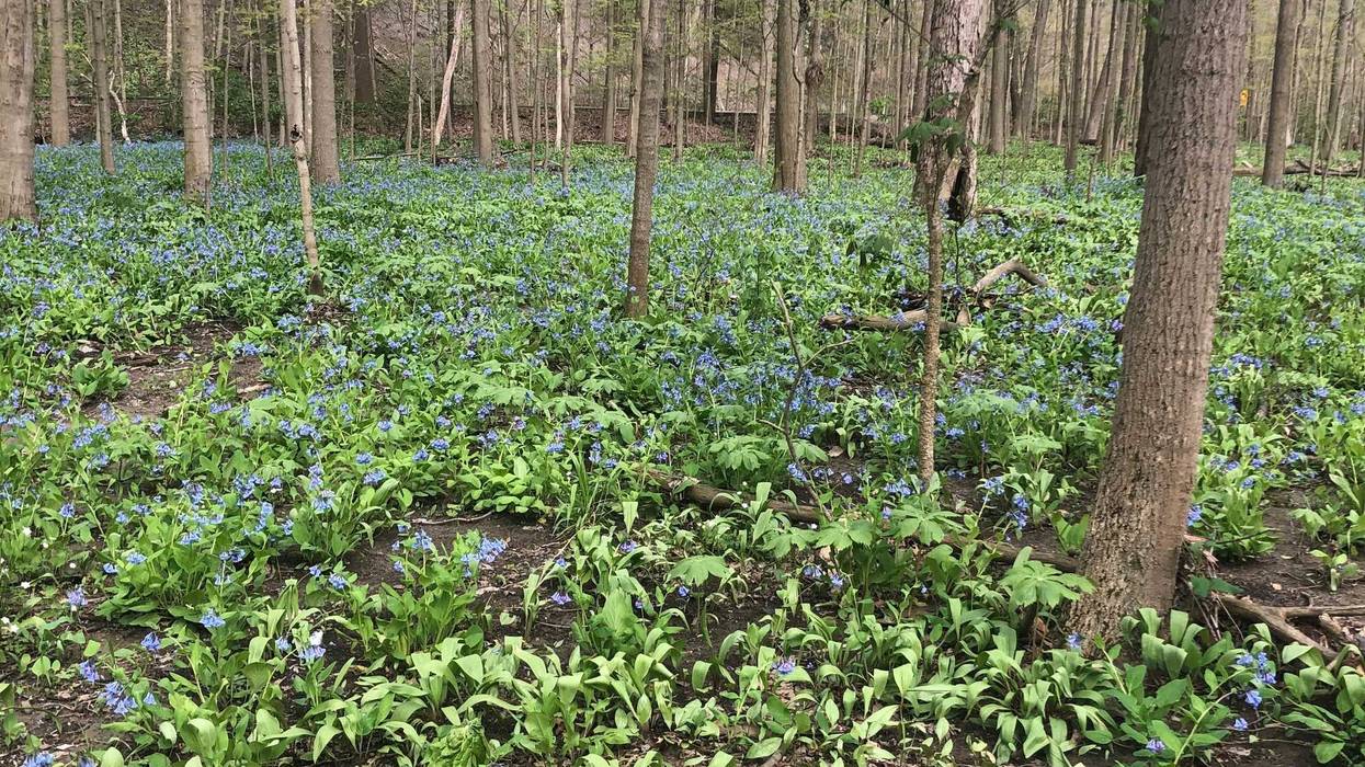 Rocky River Reservation