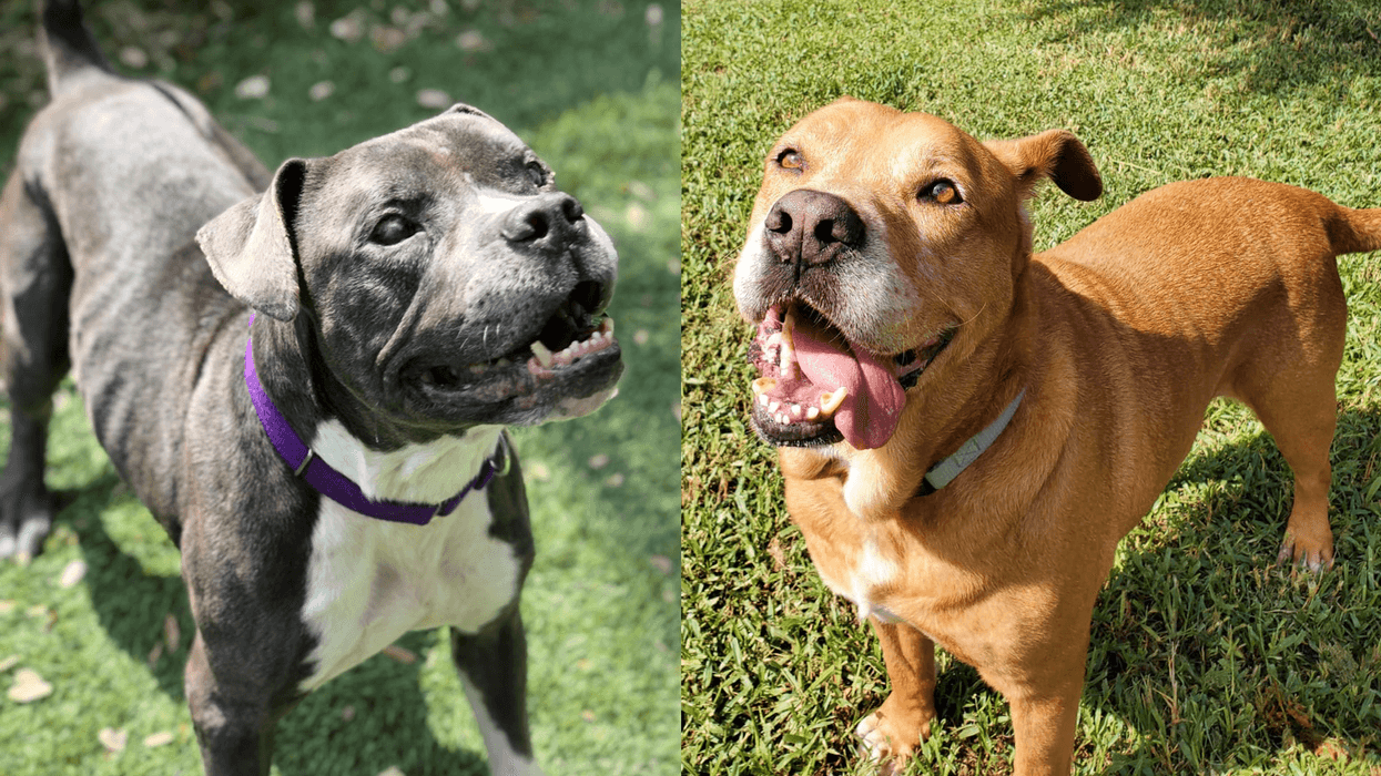 Rodney and Jones, dogs up for adoption