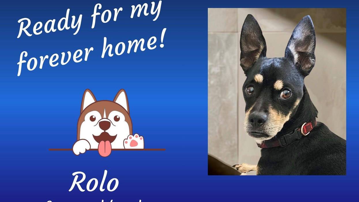 Rolo, a nine year old black and brown mixed breed dog