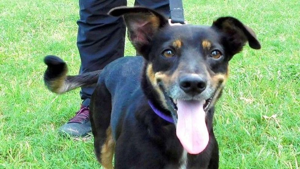 Rolo @ Austin Humane Society 11/30/22