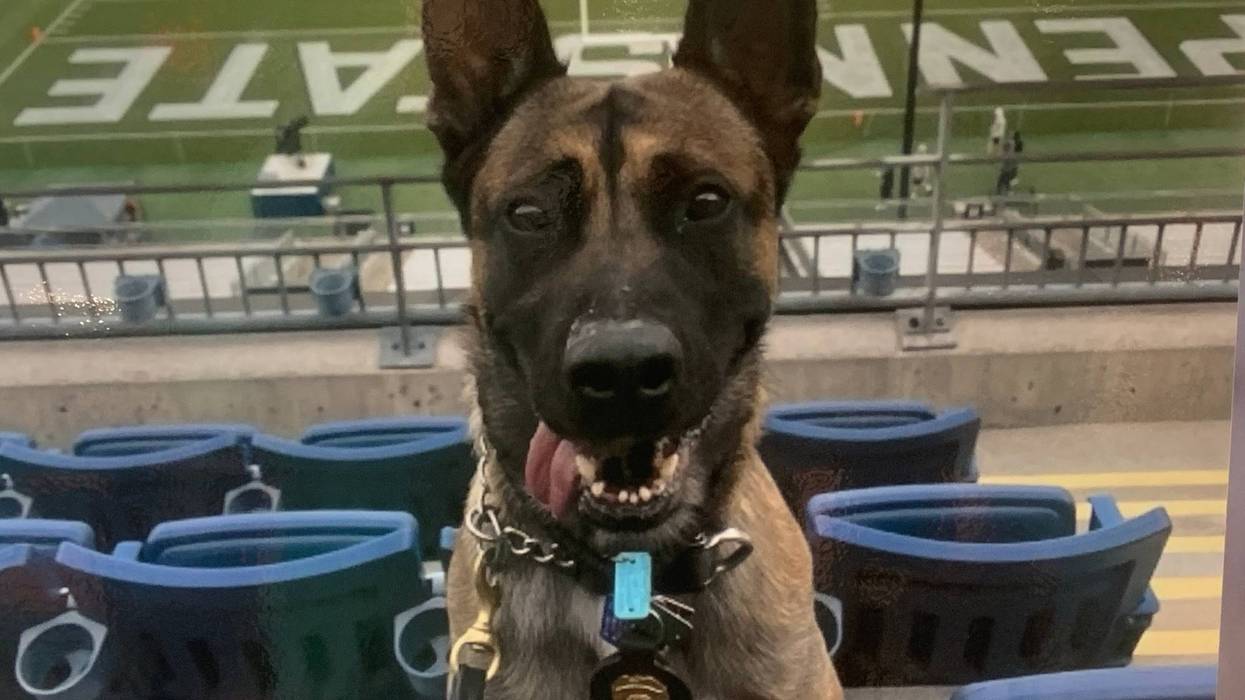 Rom the Belgian Malinois.