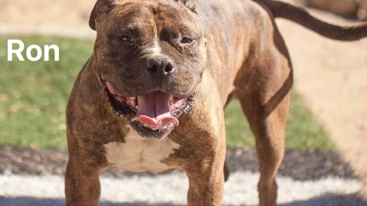 Ron, a five year old medium mixed breed dog up for adoption through ARE Animal Rescue