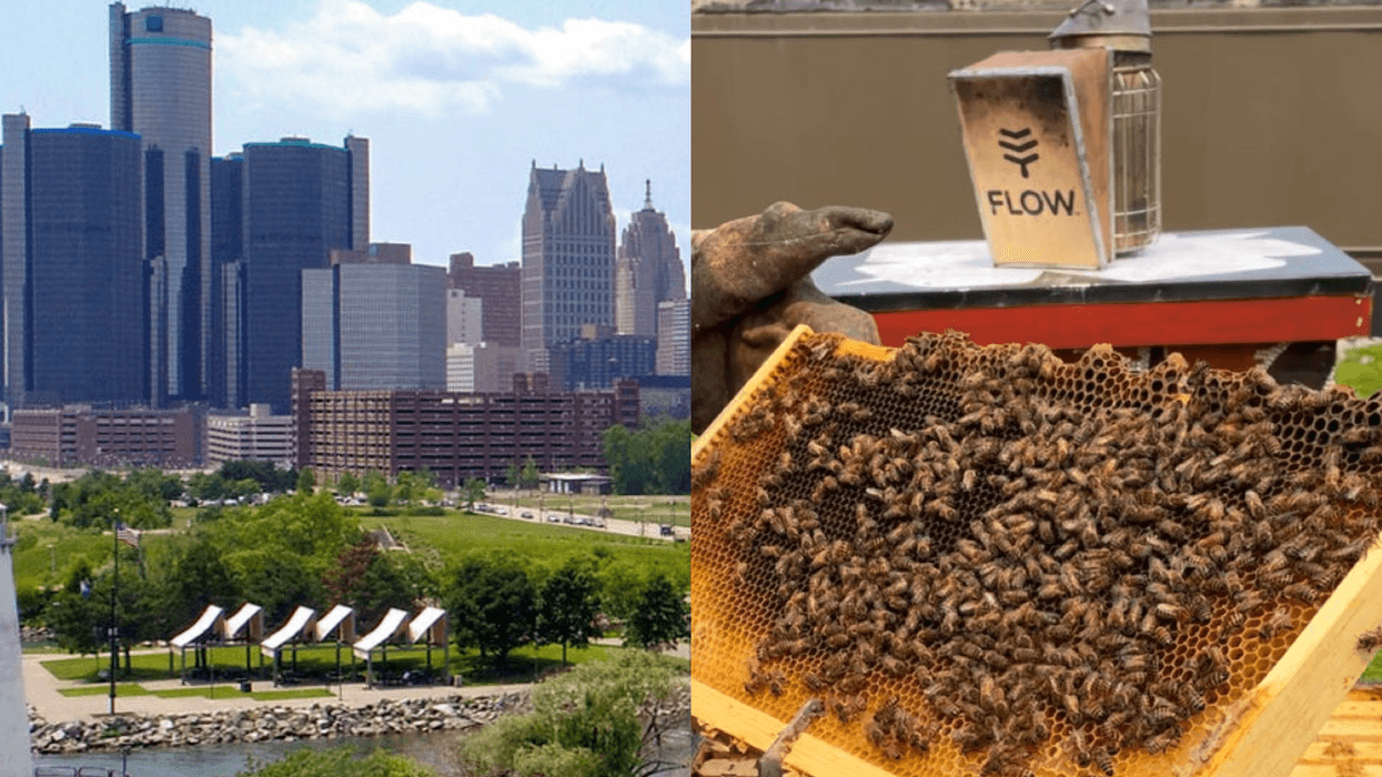Rooftops with Bees in the D hives