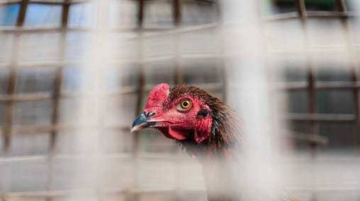 Rooster