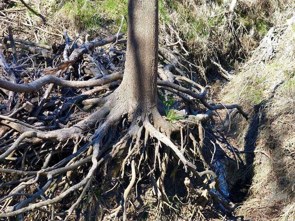 roots