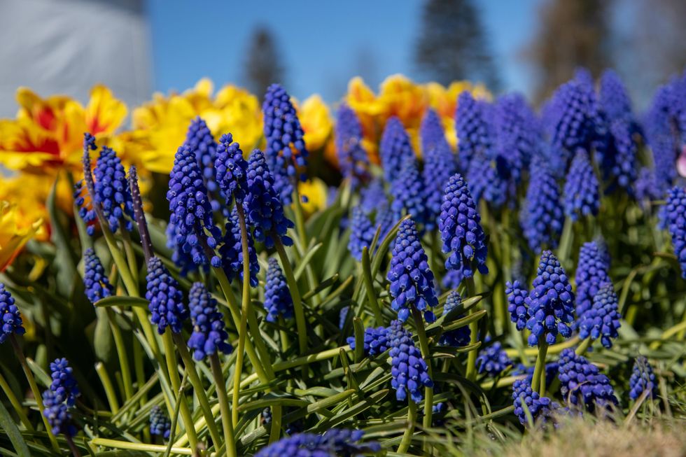 Roozengaarde hyacinth