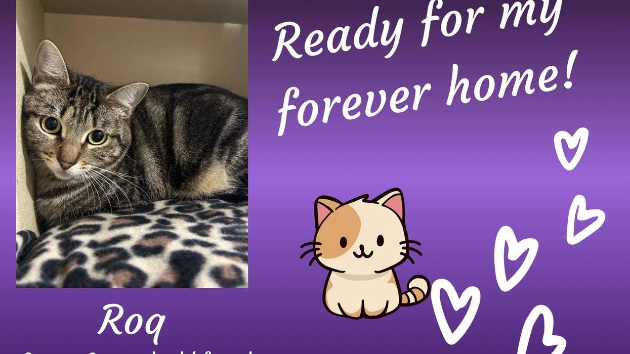 Roq, a three year old gray tabby cat lying on a leopard-print blanket