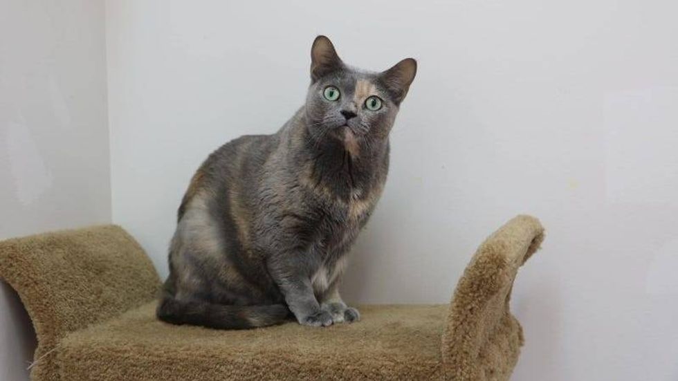 Rosalina @ Austin Humane Society 9/11/24