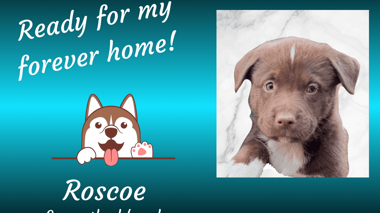 Roscoe, a cute two month old brown and white puppy