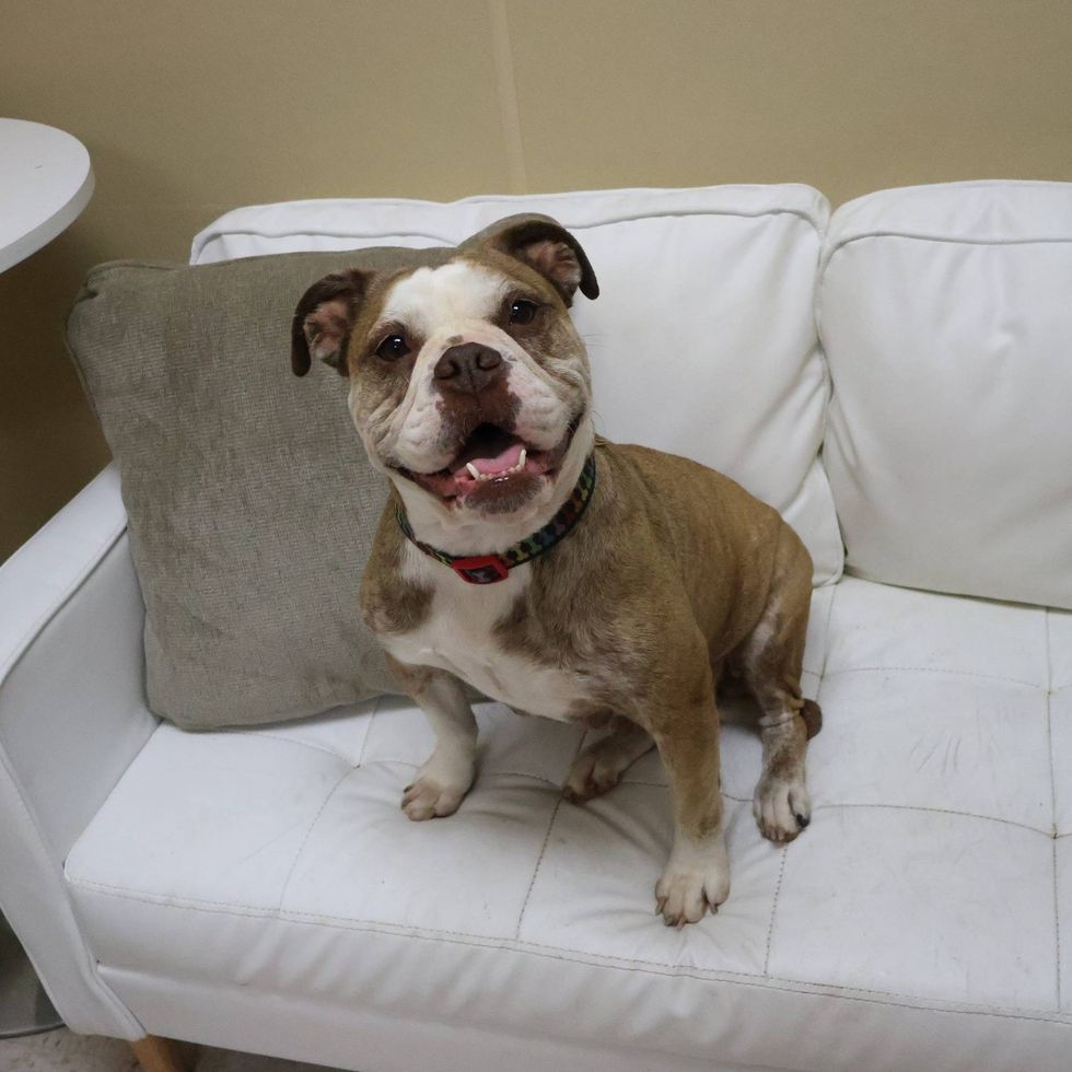 Rosenberg Animal Control & Shelter