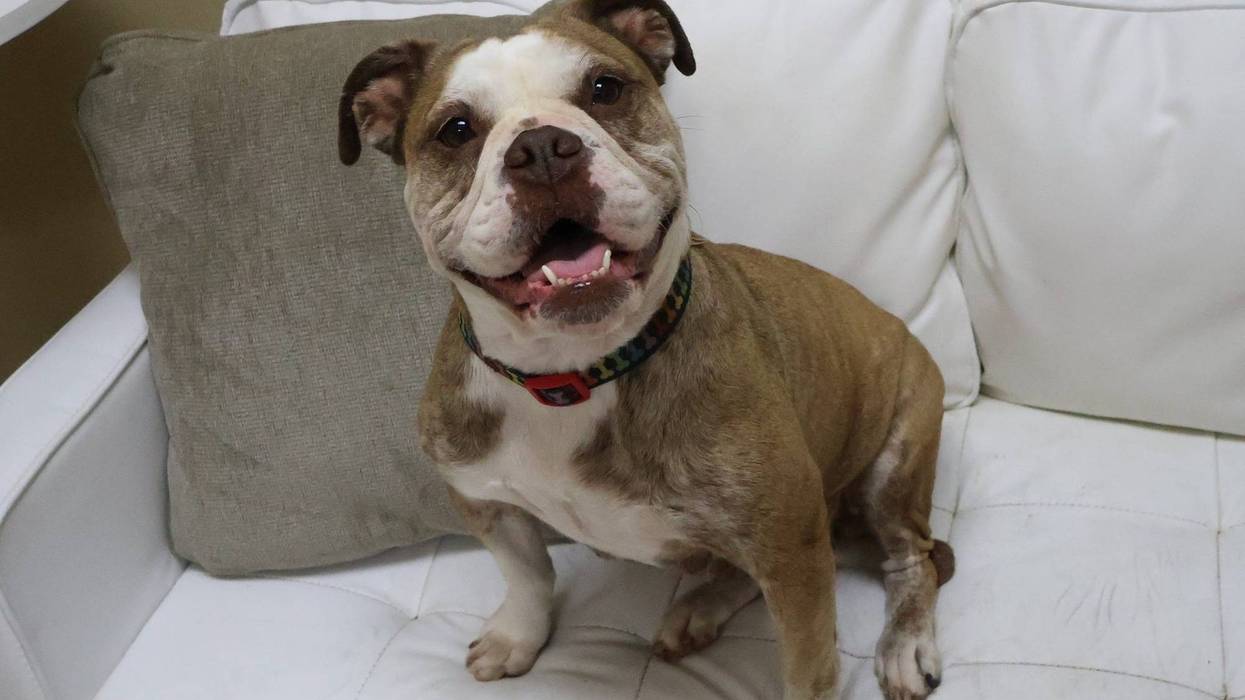 Rosenberg Animal Control & Shelter