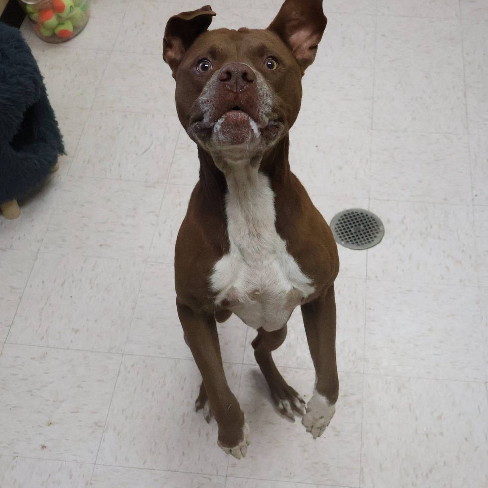 Rosenberg Animal Control & Shelter
